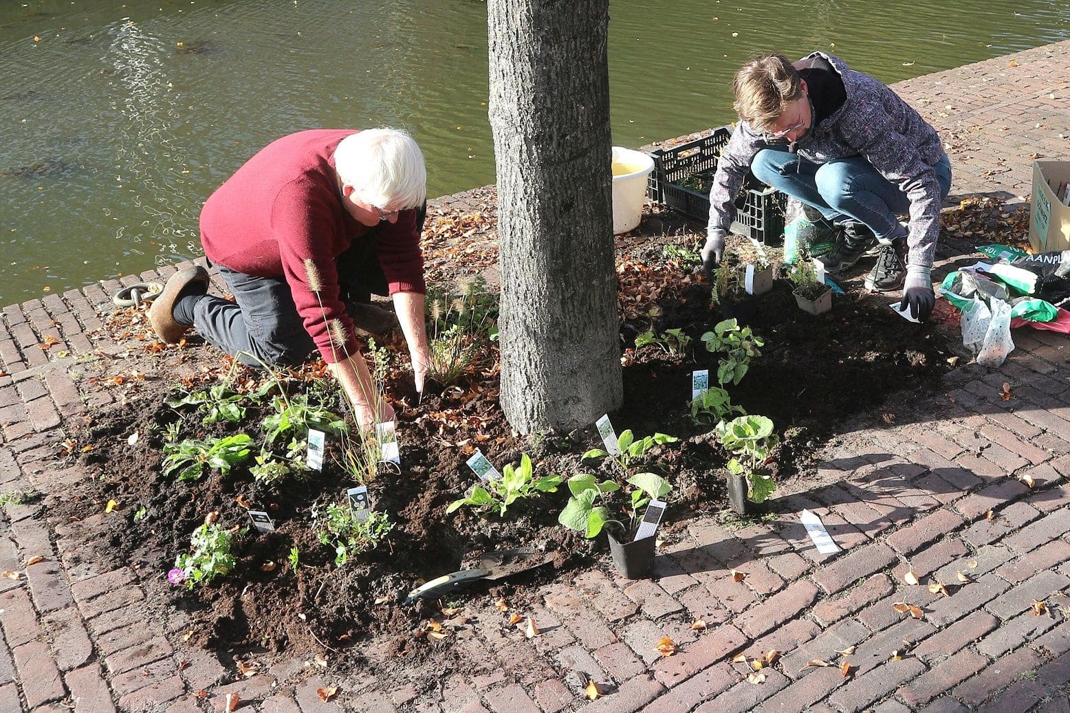 Man en vrouw die plantjes planten onder een boom