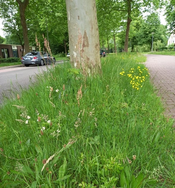 Een voorbeeld van een ecologisch beheerde berm