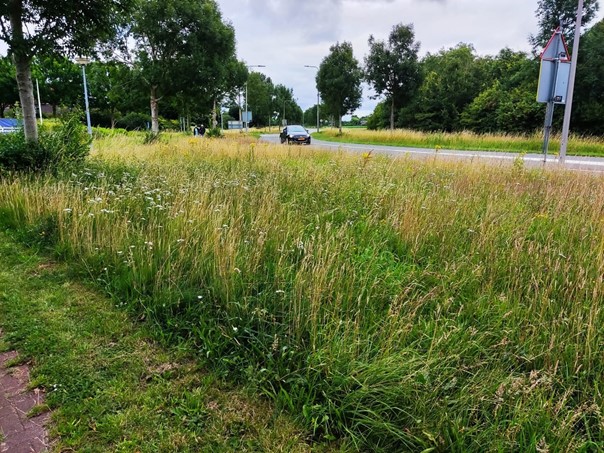 Een voorbeeld van een ecologisch beheerde berm