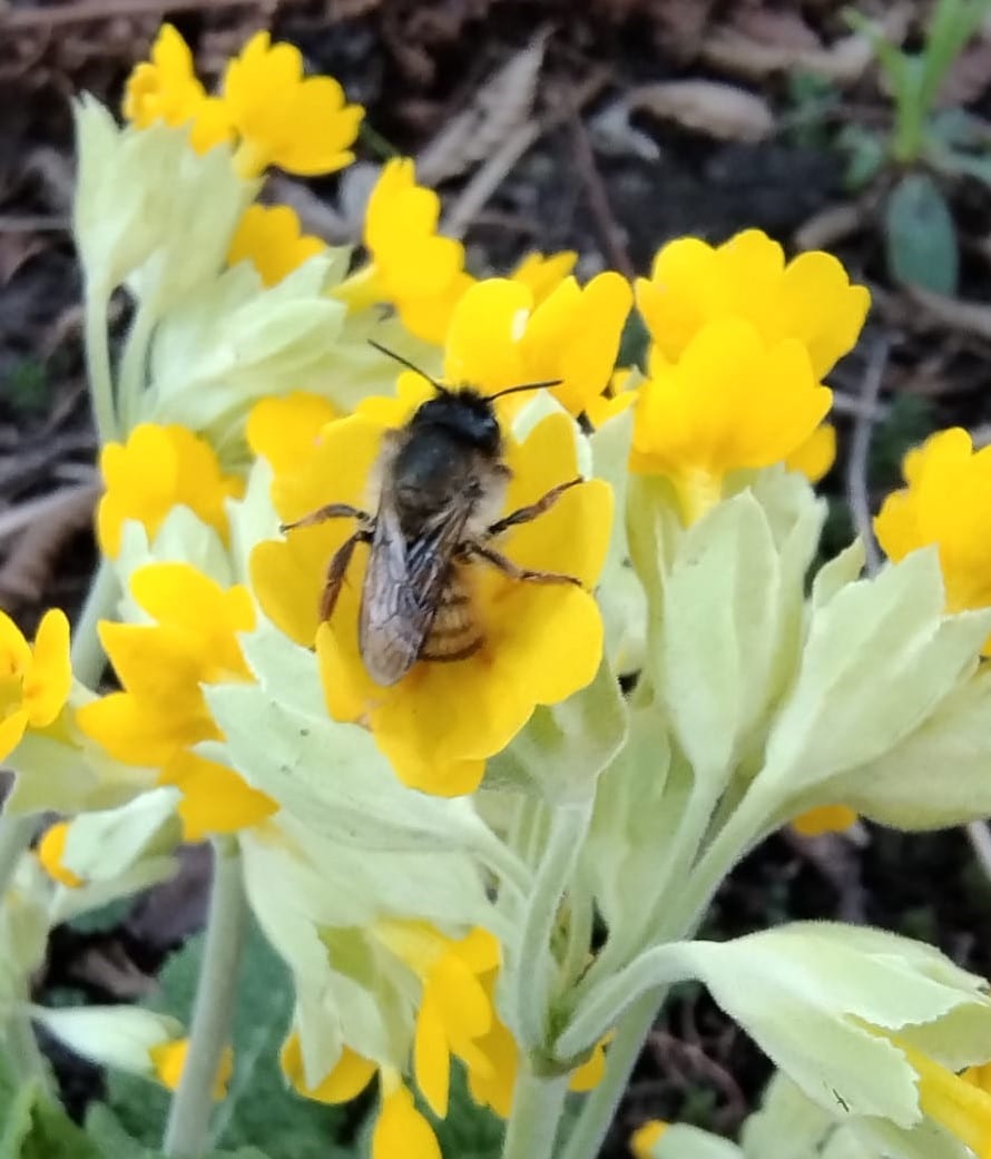 Rosse metselbij op bloem