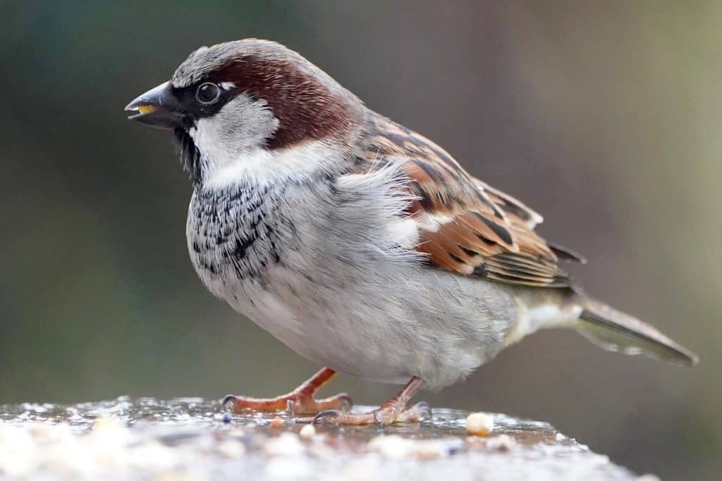 Vogel: Huismus mannetje