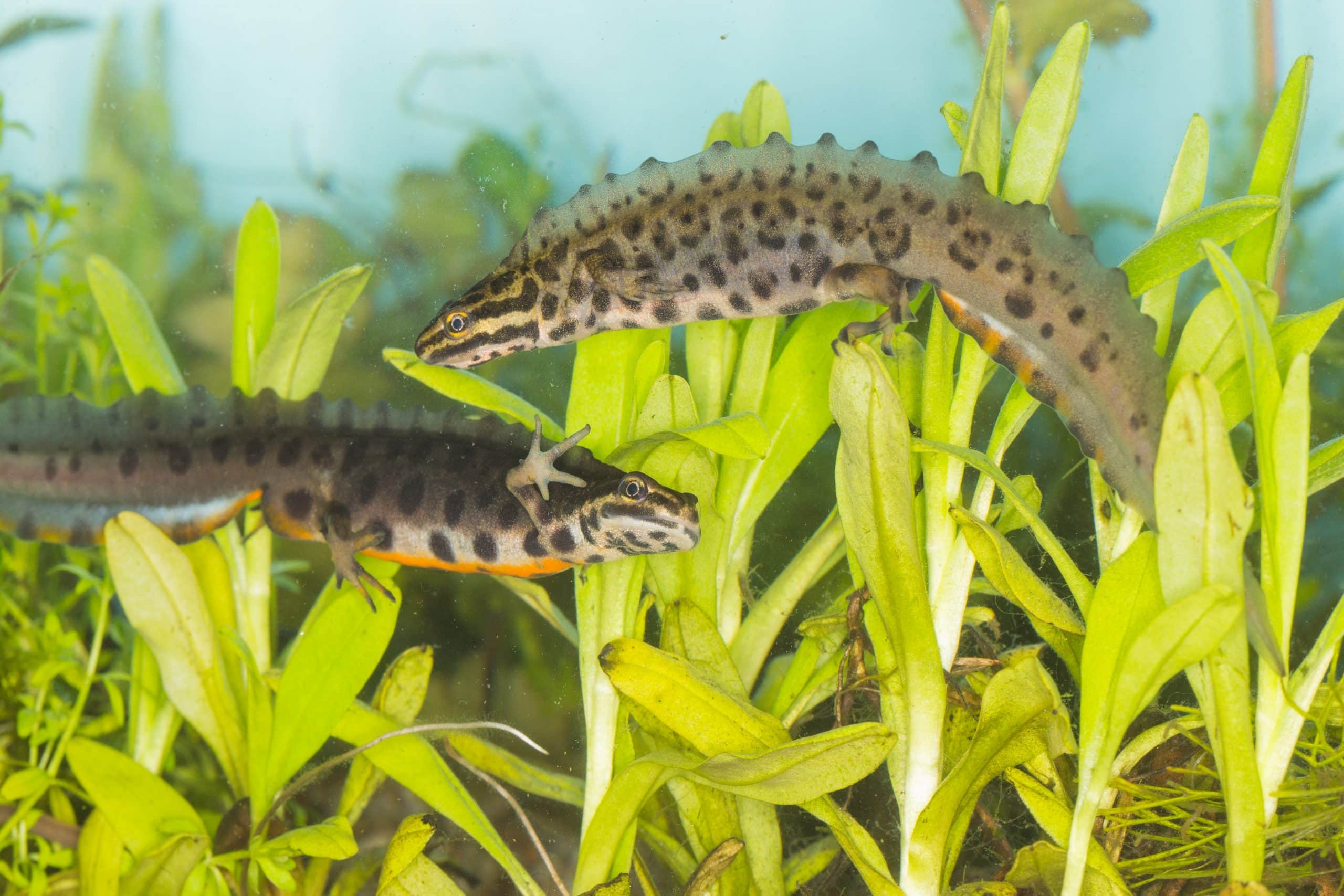 Twee Kleine Watersalamanders