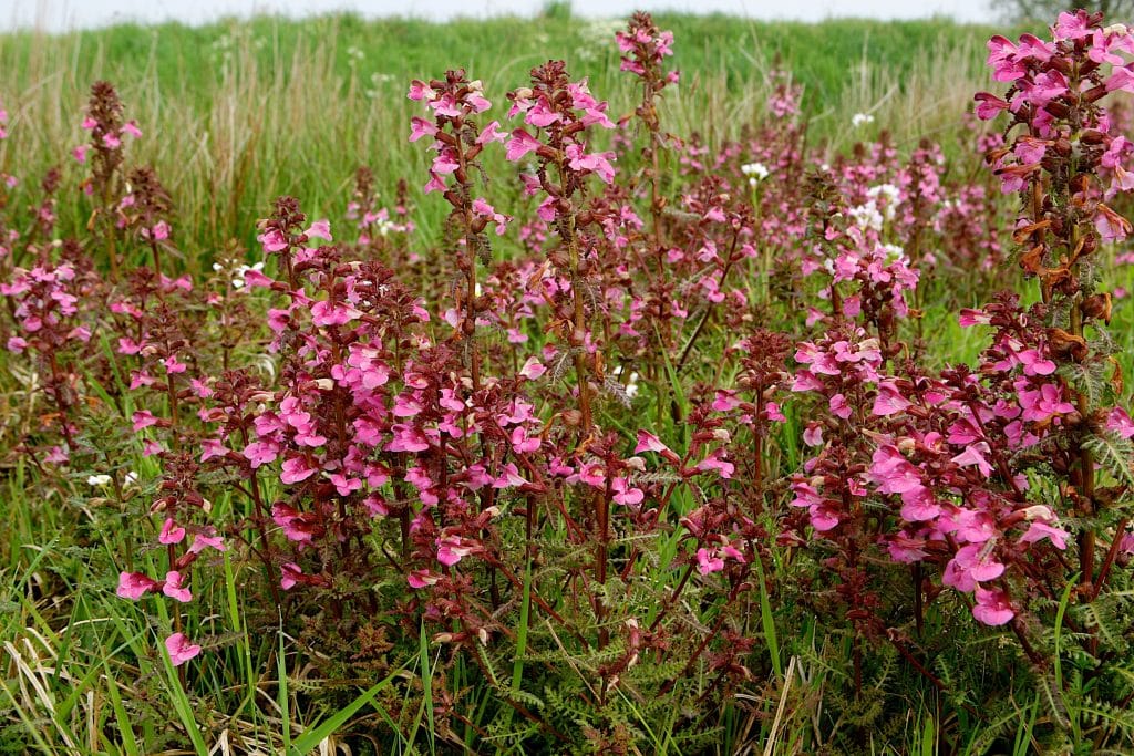 Plant: Moeraskartelblad