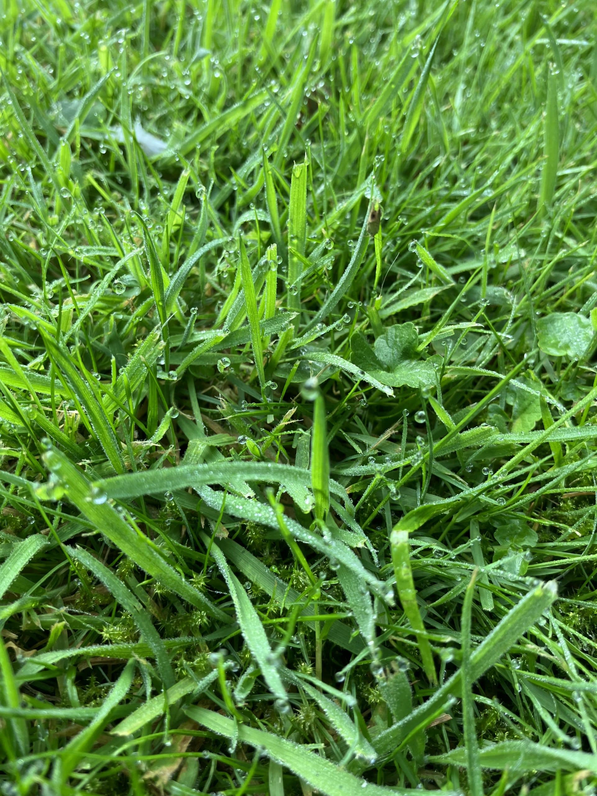 Gras met regendruppels