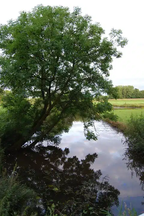 Natuur in Meppel