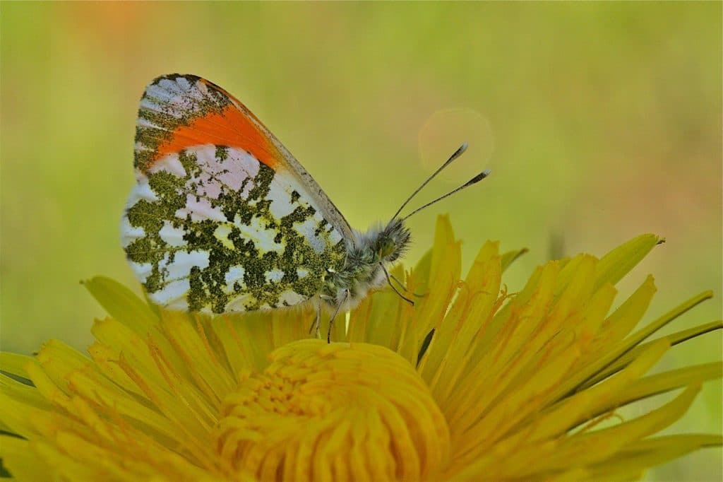 Vlindersoort: Oranjetipje op bloem