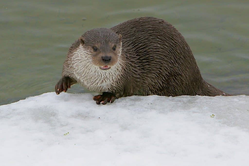 Otter die de kant opklimt