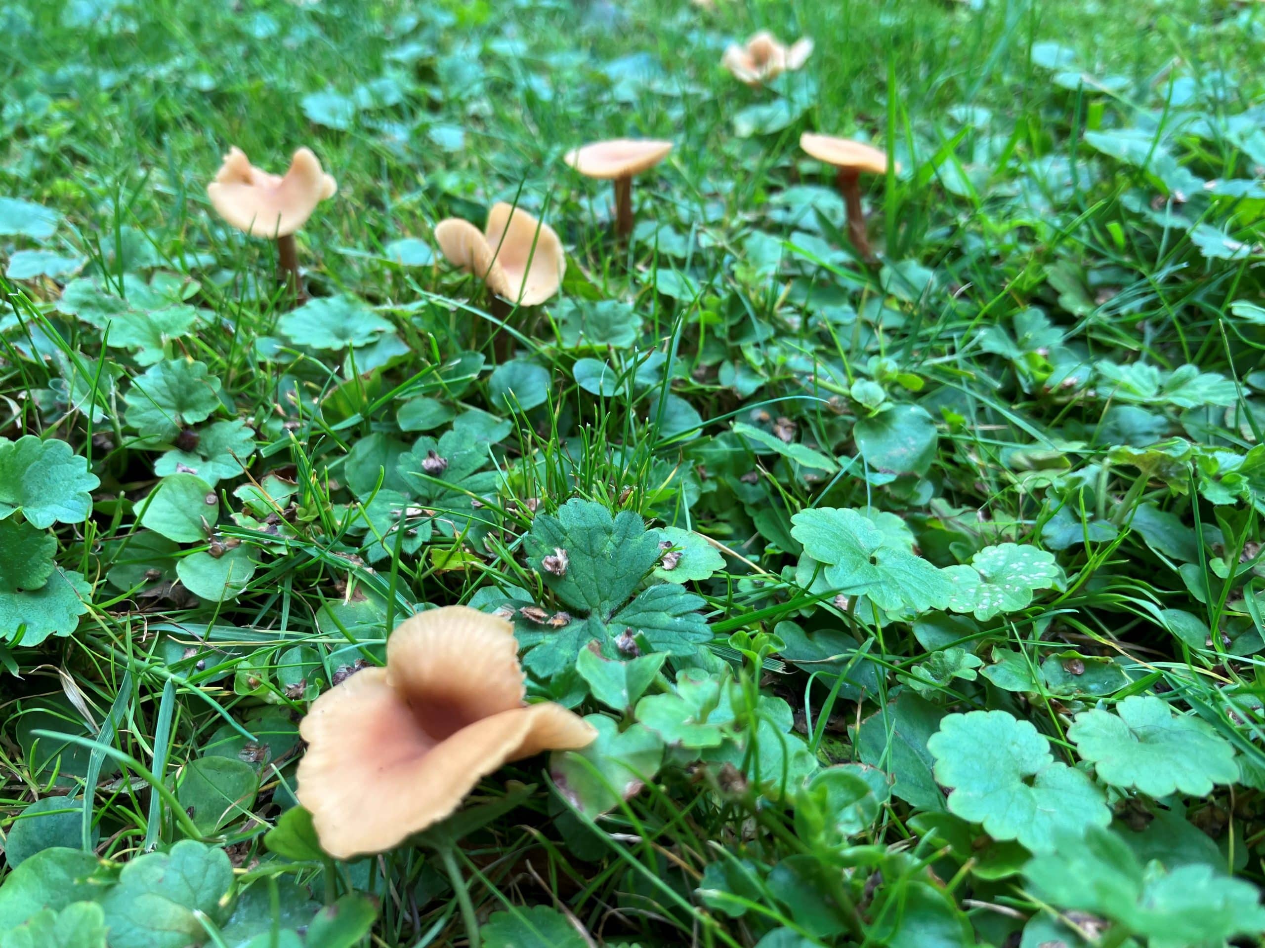 Paddenstoelen in gras
