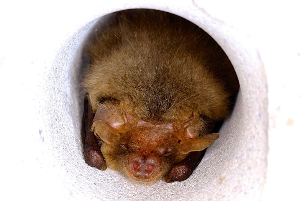 Vleermuis