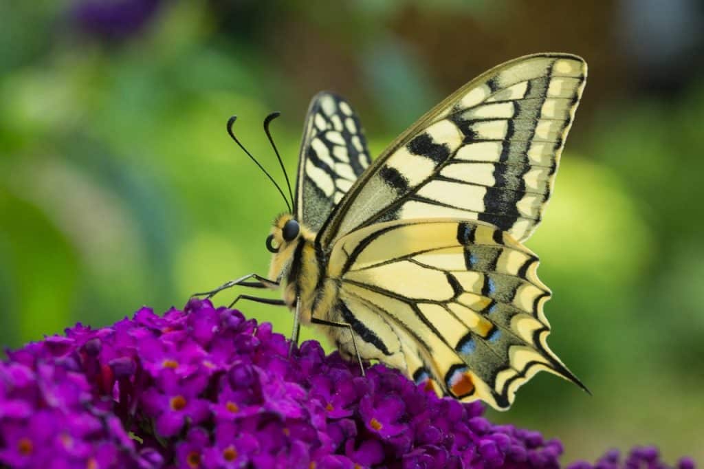 Vlindersoort Koninginnepage op bloem, gidssoort van Ezinge