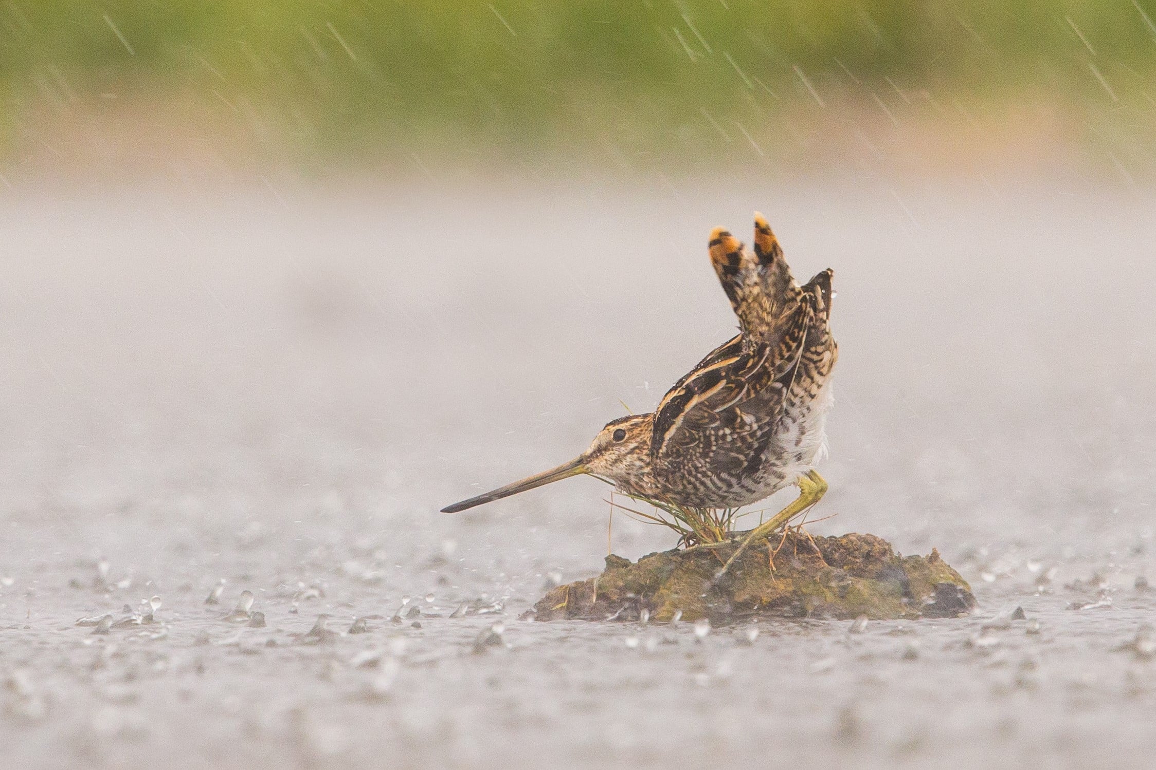 Watersnip in de regen