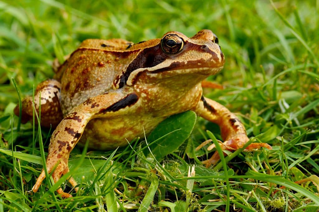 Bruine kikker, gidssoort van Schiphorst
