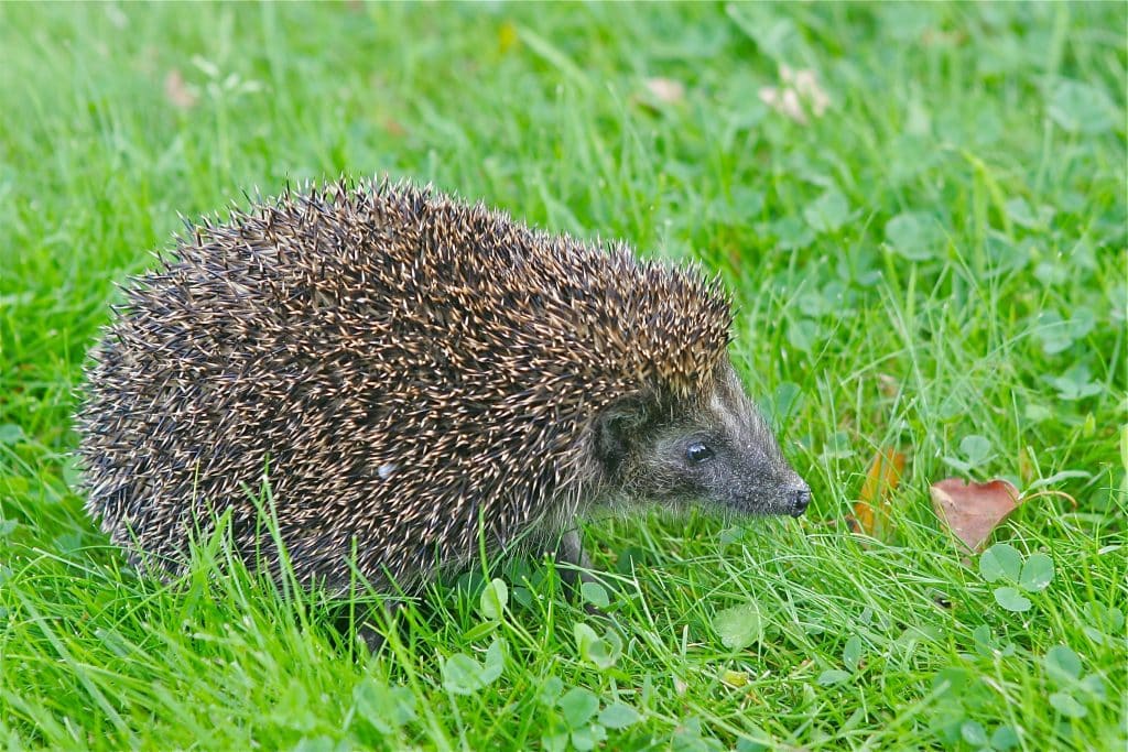 Egel in het gras: gidssoort van Haveltermade