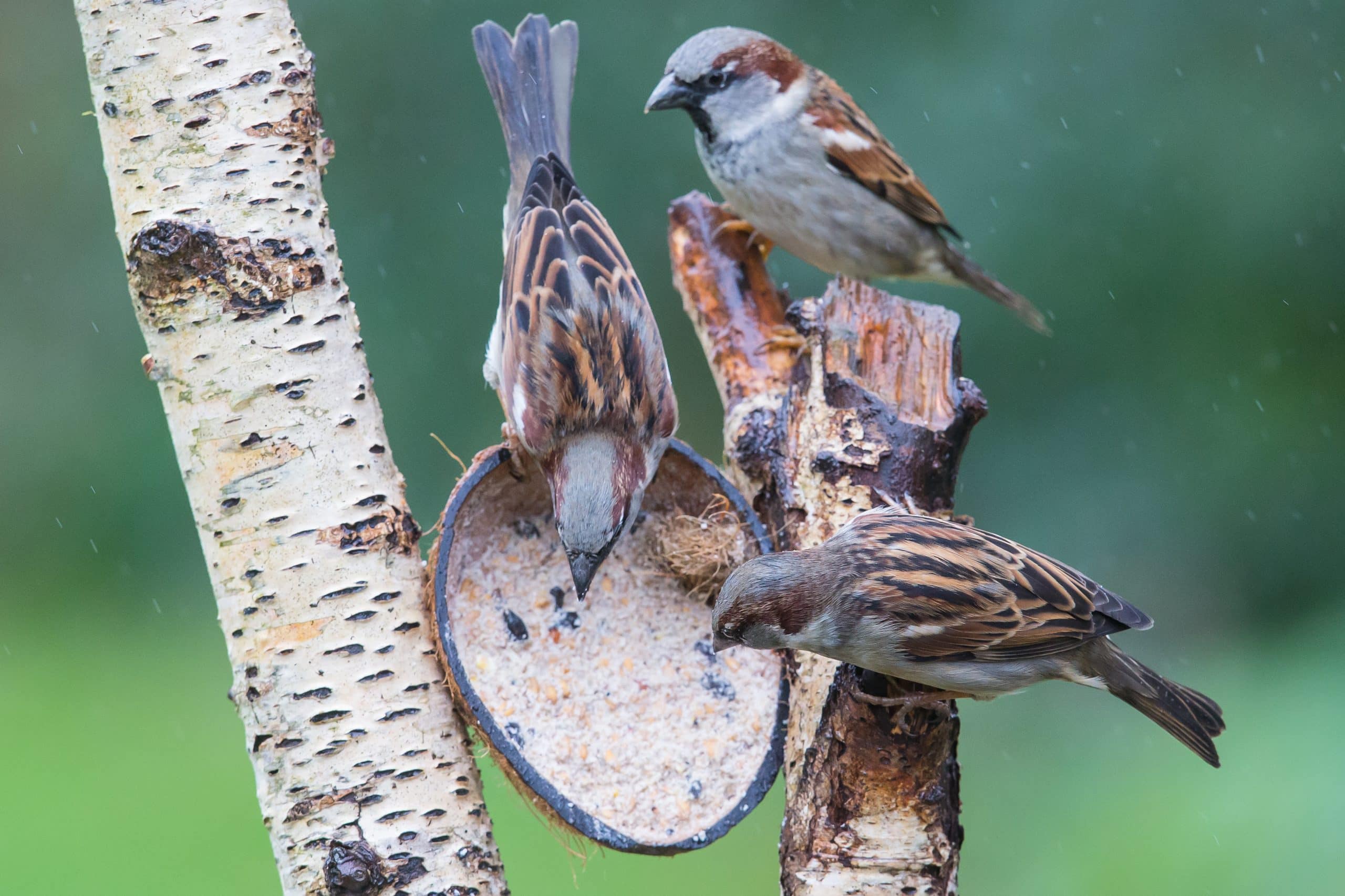 Drie huismussen die eten van een vetbol