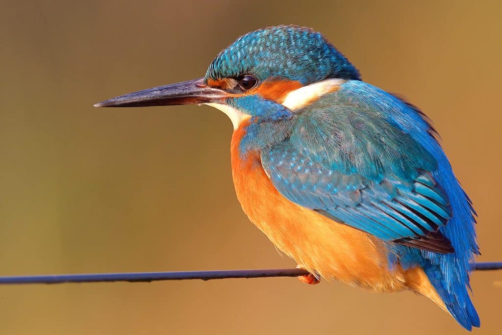 IJsvogel