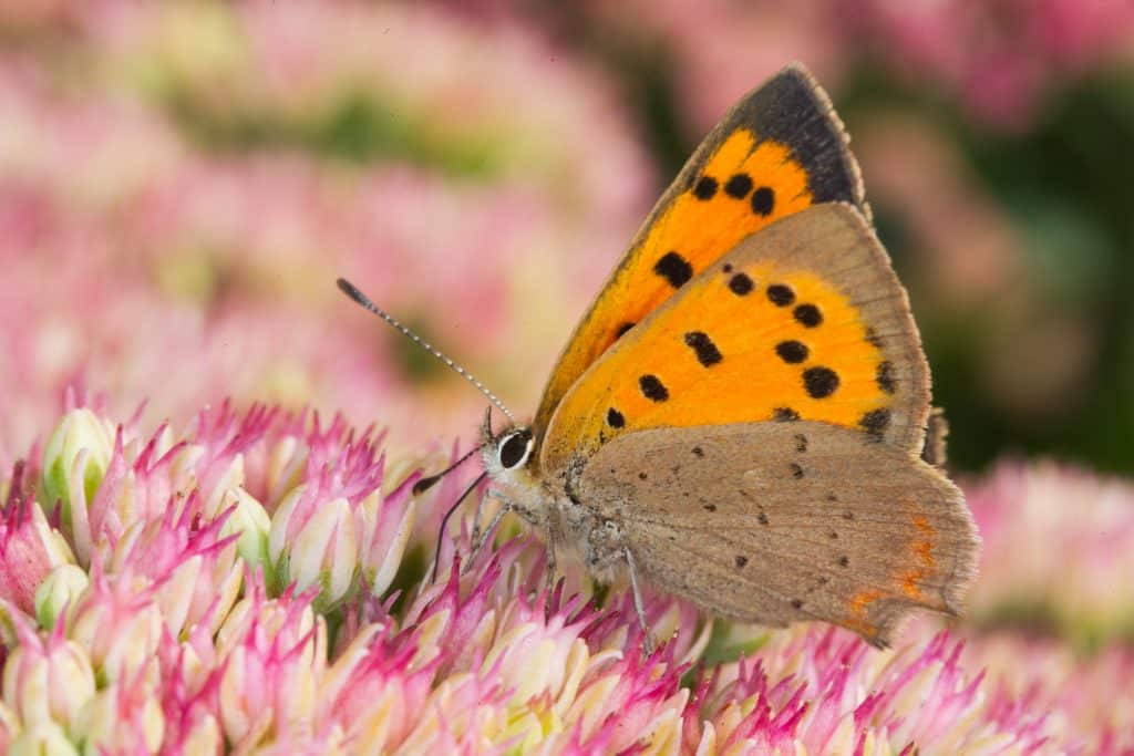 Kleine vuurvlinder, gidssoort van Ezinge