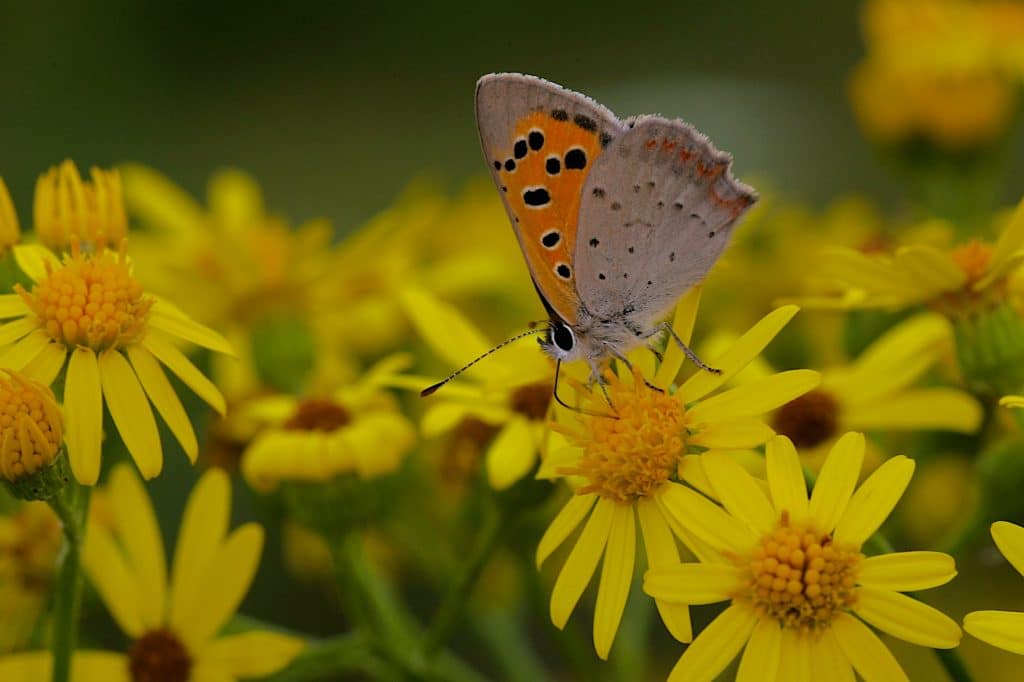 Kleine Vuurvlinder op gele bloemen, de gidssoort van Blankenstein