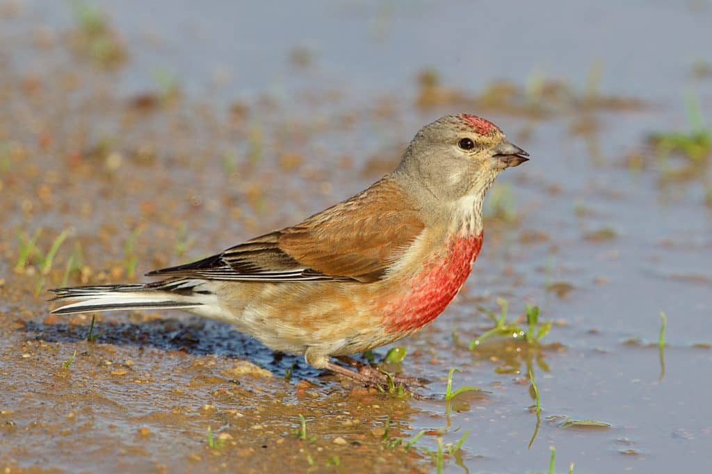 Vogelsoort: Kneu, de gidssoort van Oevers