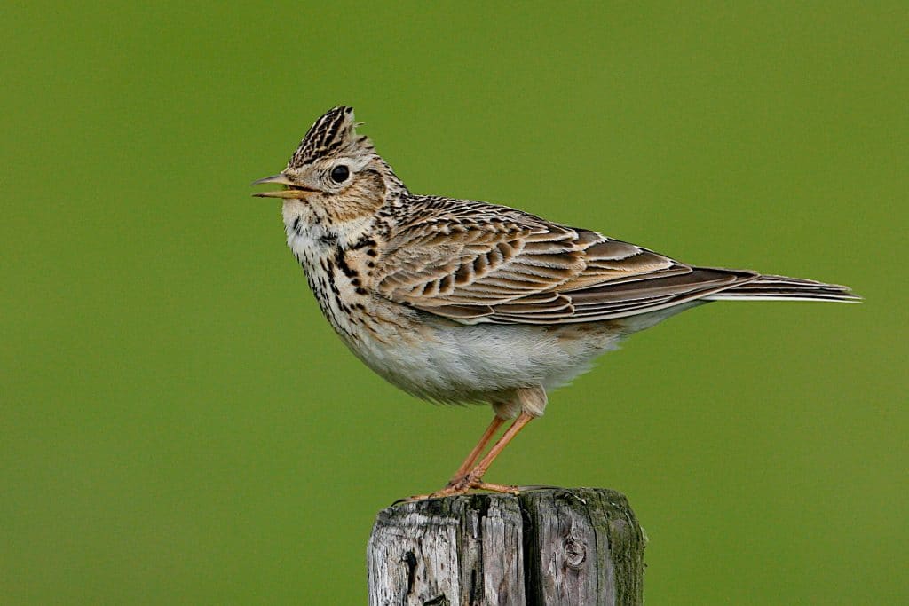 Vogel: Veldleeuwerik, de gidssoort van Kolderveen en Nijeveense polder