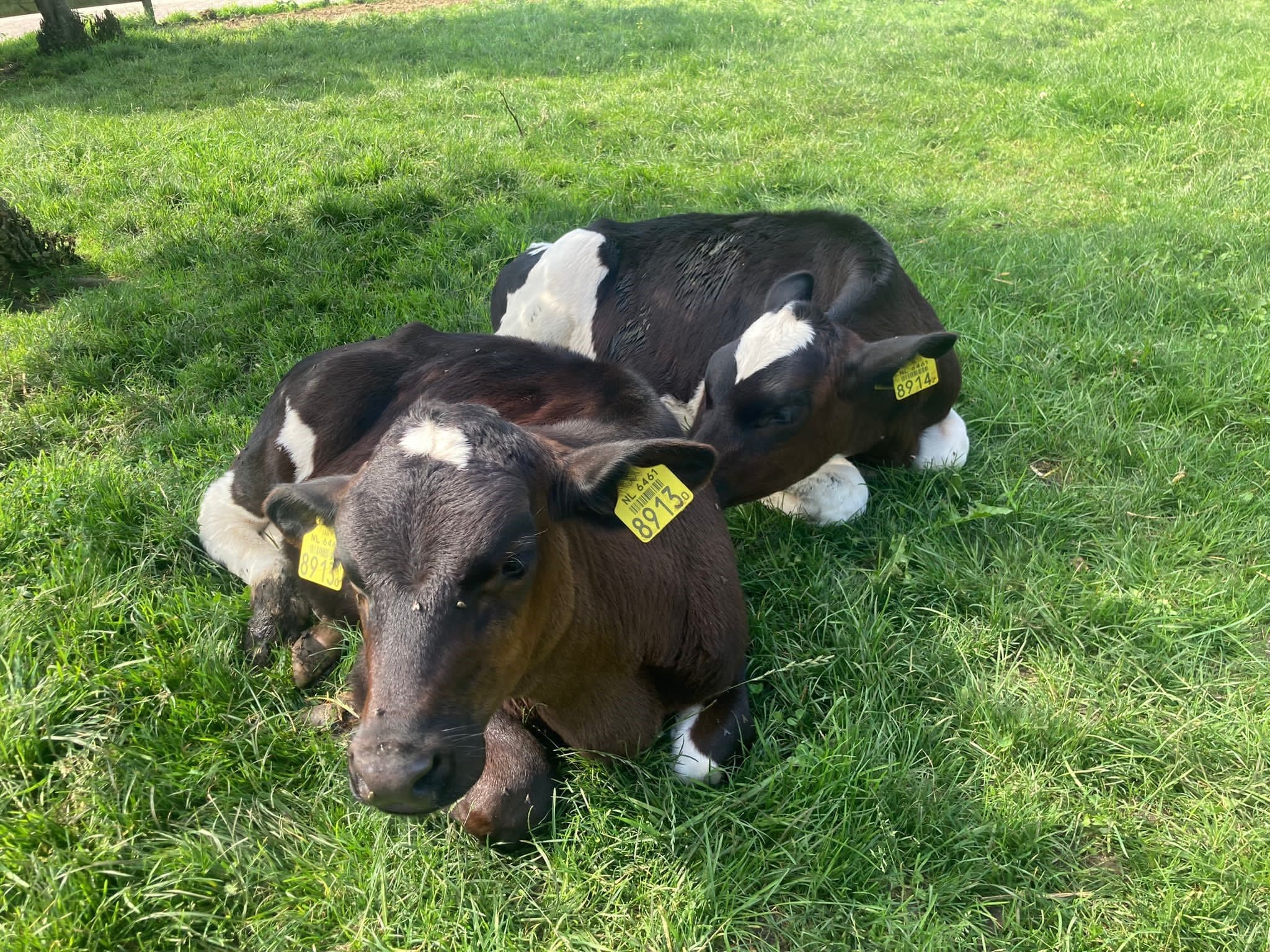 twee kalfjes in de wei