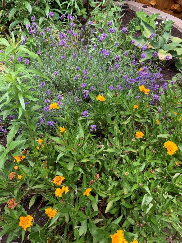 Lavendel in de tuin