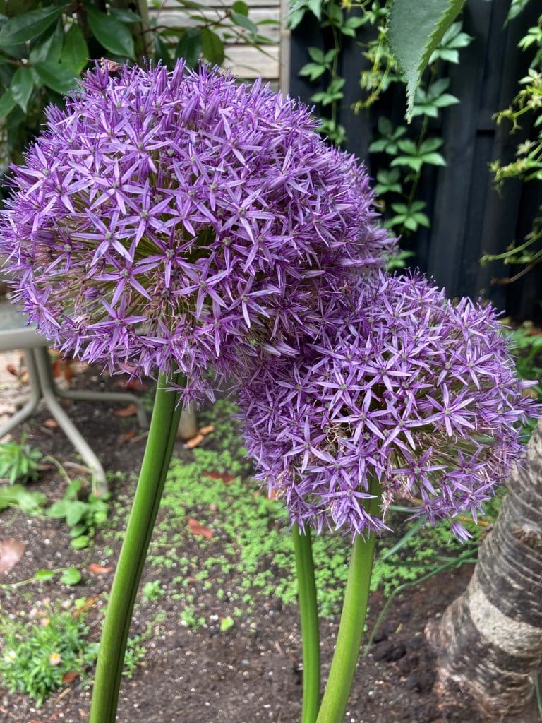 plant in de tuin