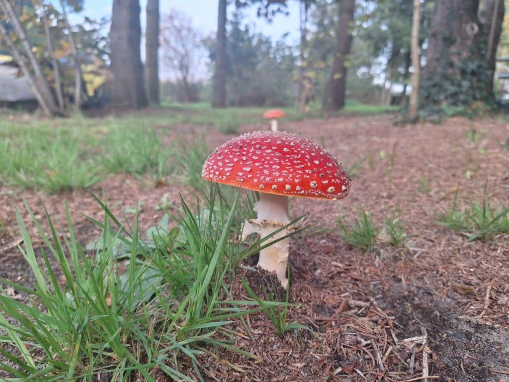 Paddestoel, rood met witte stippen